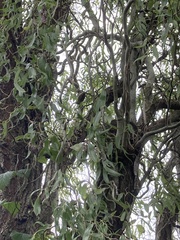 Salix babylonica tortuosa