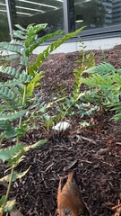 Hylocichla mustelina