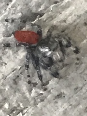 Phidippus adumbratus