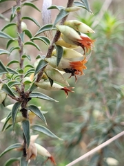 Melichrus urceolatus