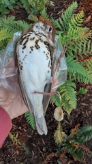 Hylocichla mustelina