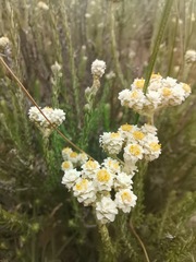 Helichrysum teretifolium