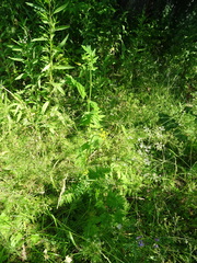 Pastinaca sativa sylvestris