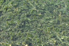 Najas marina