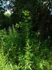 Cirsium arvense integrifolium
