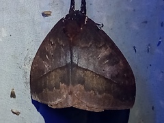 Automeris postalbida