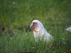 Cacatua tenuirostris