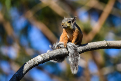 Sciurus variegatoides