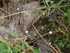Mycena tenerrima