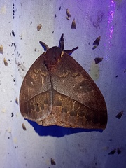 Automeris postalbida