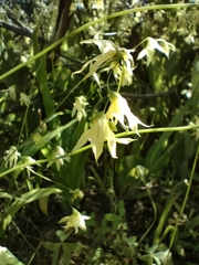 Melasphaerula graminea