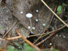Mycena tenerrima