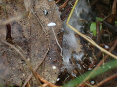 Mycena tenerrima