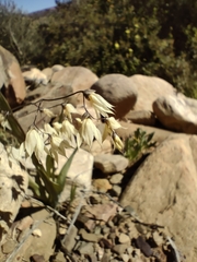 Melasphaerula graminea