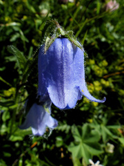 Campanula barbata