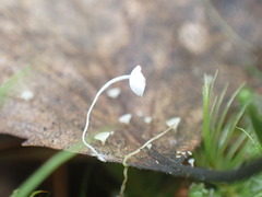 Mycena tenerrima