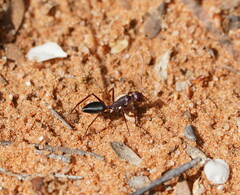 Camponotus aurocinctus