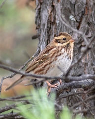 Emberiza rustica