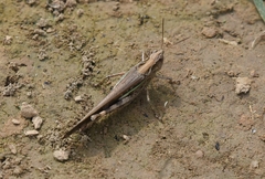 Aiolopus thalassinus