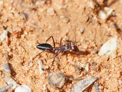 Camponotus aurocinctus