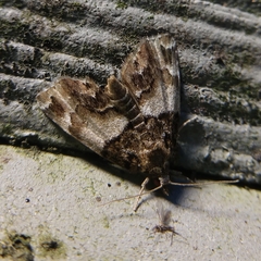Cutina distincta
