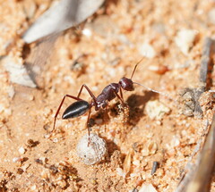 Camponotus aurocinctus