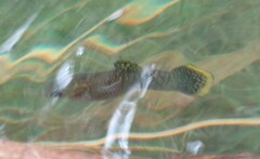 Poecilia mexicana