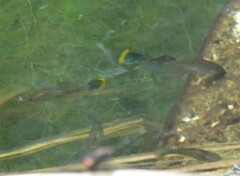 Poecilia mexicana