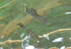Poecilia mexicana