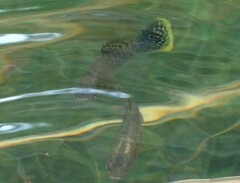 Poecilia mexicana