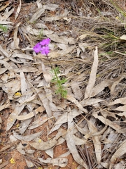 Glandularia aristigera