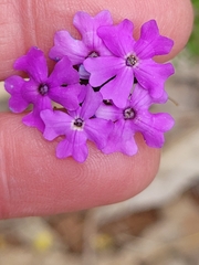 Glandularia aristigera
