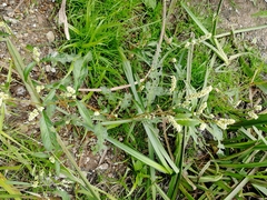 Persicaria tomentosa