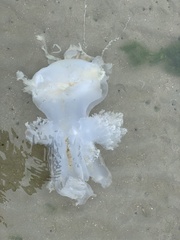 Scyphozoa