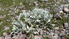 Pseudognaphalium microcephalum