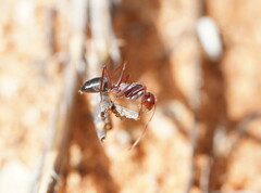 Camponotus aurocinctus