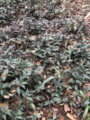 Tradescantia zebrina