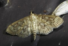 Herpetogramma pertextalis