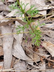 Glandularia aristigera