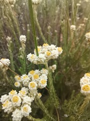 Helichrysum teretifolium
