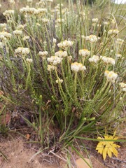 Helichrysum teretifolium