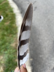 Accipiter