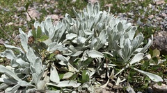 Pseudognaphalium microcephalum