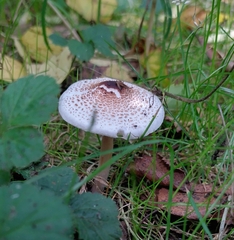 Lepiota cristata
