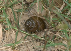 Cipangopaludina chinensis