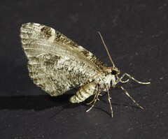 Stamnodes gibbicostata