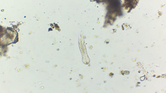 Lepidodermella minor