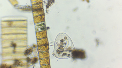 Sessilida