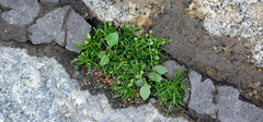 Sagina procumbens