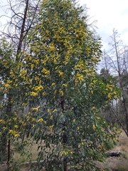 Acacia leiocalyx